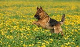 娱乐吃瓜酱德牧,吃瓜酱带你领略德牧界的欢乐盛宴